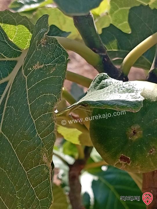 مزرعة مساحة الأرض 3 دونم و 400م بإطلالة للبيع في المفرق - بلعما