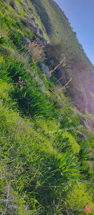 قطعة أرض مساحة 8650م للبيع في اربد - الكورة دير ابي سعيد 