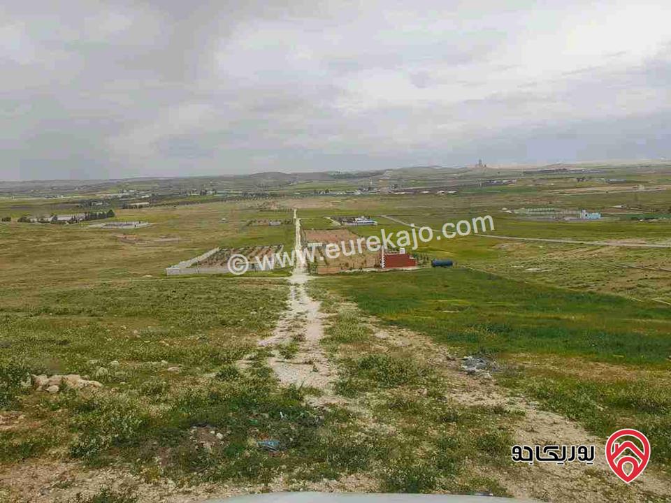 مزرعة مساحة 4 دونم للبيع في المفرق - بلعما 