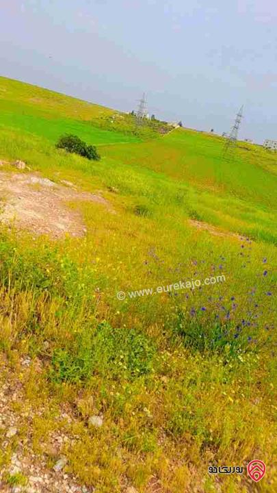 أرض زراعية مساحة 5 دونم و 478م للبيع في المفرق 