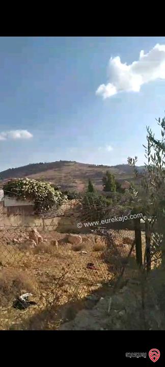 أرض مساحة 546م مزروعة بأشجار الزيتون للبيع في عمان - ناعور