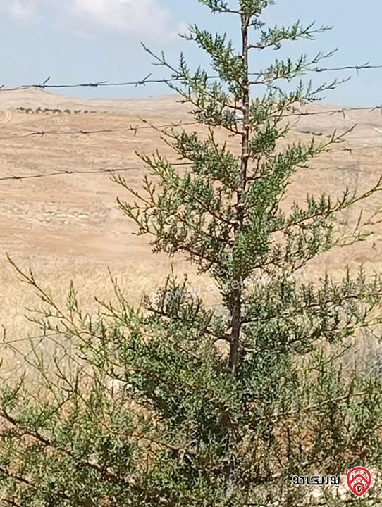 مزرعة مساحة الأرض 3 دونم و 400م بإطلالة للبيع في المفرق - بلعما