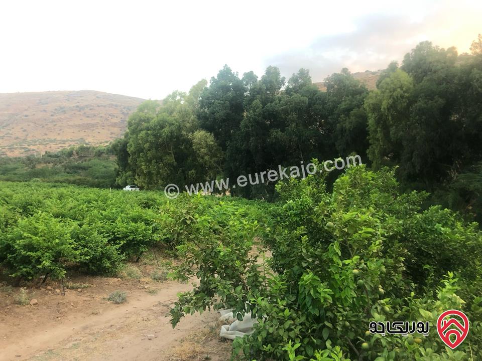 مزرعة مساحة 22 دونم للبيع في الأغوار منطقة ابو الزيغان