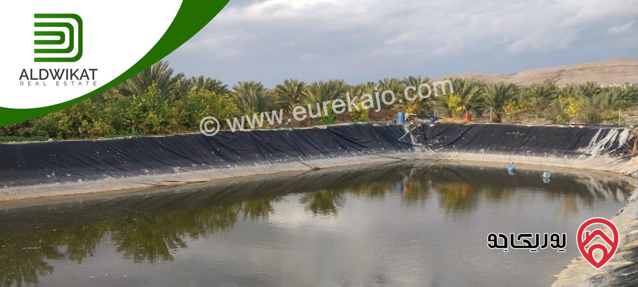 مزرعة نخيل للبيع في الغور الجنوبي / الكرامة مساحتها 56 دونم مزروعة تمر مجهول