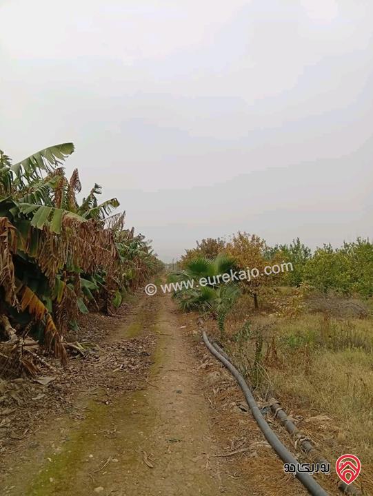 قطعة ارض مساحة 3 دونم و 400م للبيع في اربد - الأغوار الشمالية 