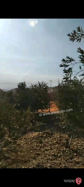 أرض مساحة 546م مزروعة بأشجار الزيتون للبيع في عمان - ناعور