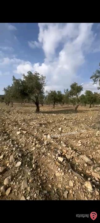 أراضي مساحة 3700م للبيع في عمان - ناعور حسبان مزروعة زيتون