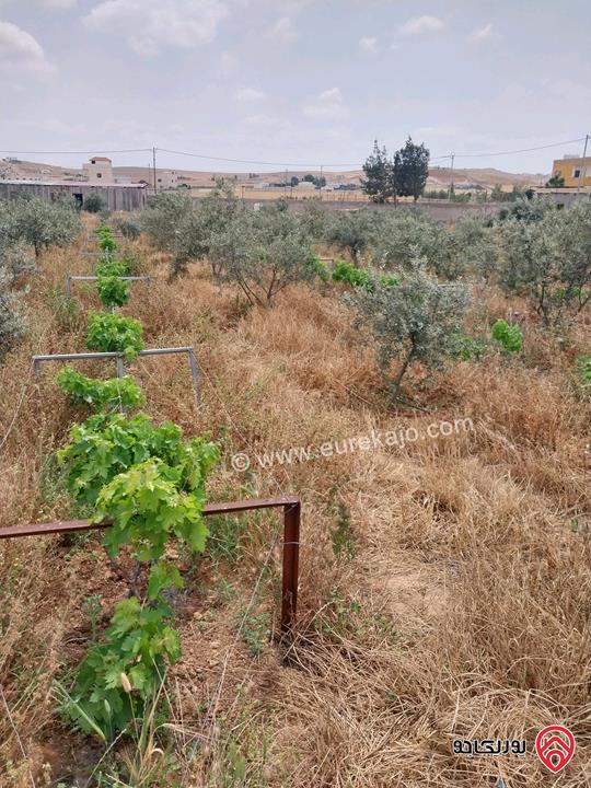 مزرعة مساحة الأرض 5217م وفيها بناء 80م للبيع في المفرق - بلعما الزيتونة 