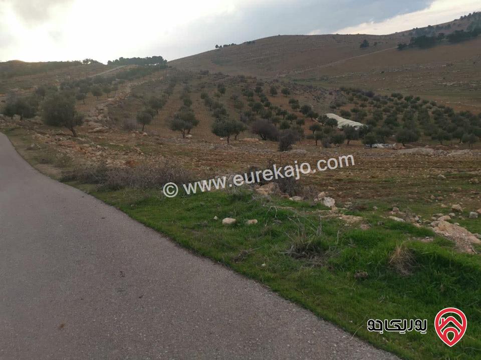 ارض مساحة 21 دونم تصلح للاستثمار للبيع في المفرق الدجنية 