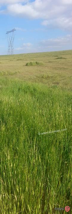 ارض مساحة 13 دونم و 500م للبيع في المفرق ام اللولو وبجانب خط التابلاين