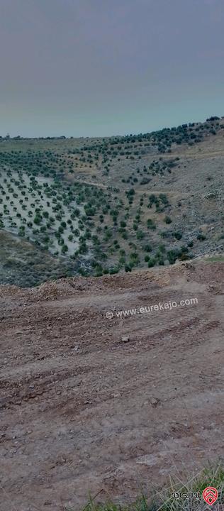 قطعة أرض مساحة 8650م للبيع في اربد - الكورة دير ابي سعيد 