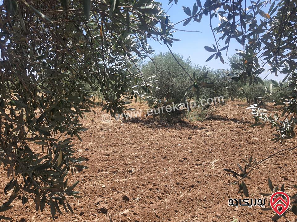 مزرعة زيتون بلدي رومي مساحة 5600م للبيع في اربد - سحم 