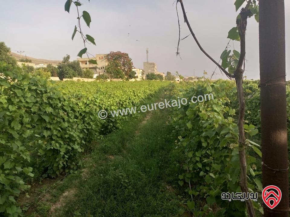 أرض زراعية مساحة 9 دونم و 526م للبيع في اربد - الأغوار الشمالية/منطقة ابوسيدو 