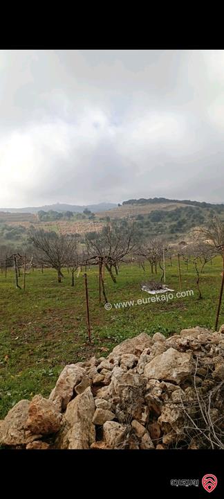 قطعة أرض مساحة 2 دونم للبيع في عجلون