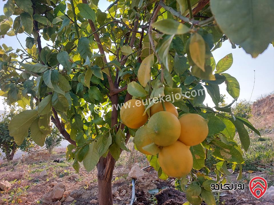 مزرعة مساحة 4 دونم للبيع في غرب عمان - البحاث 