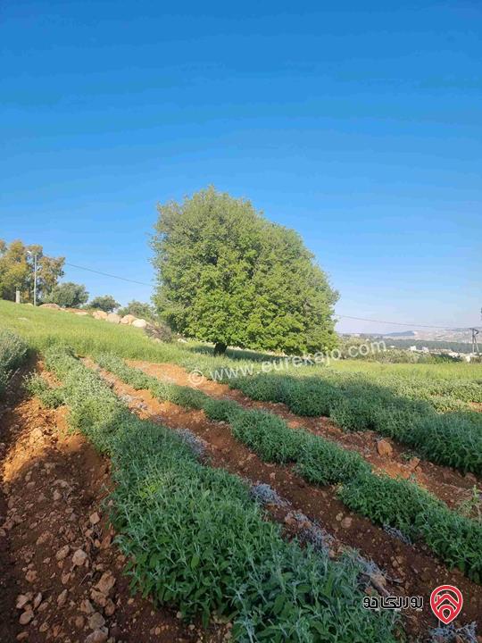 مزرعة جميلة جدا مساحة 18000م للبيع في جرش الكته حوض المحافير 