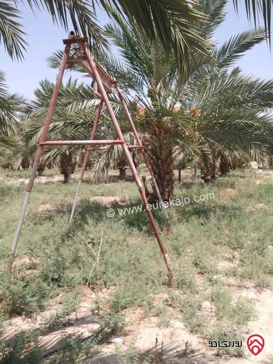 مزرعة نخيل مساحة الأرض 40 دونم وفيها بناء مساحة 210م للبيع في البلقاء - الأغوار الوسطى منطقة الكرامة