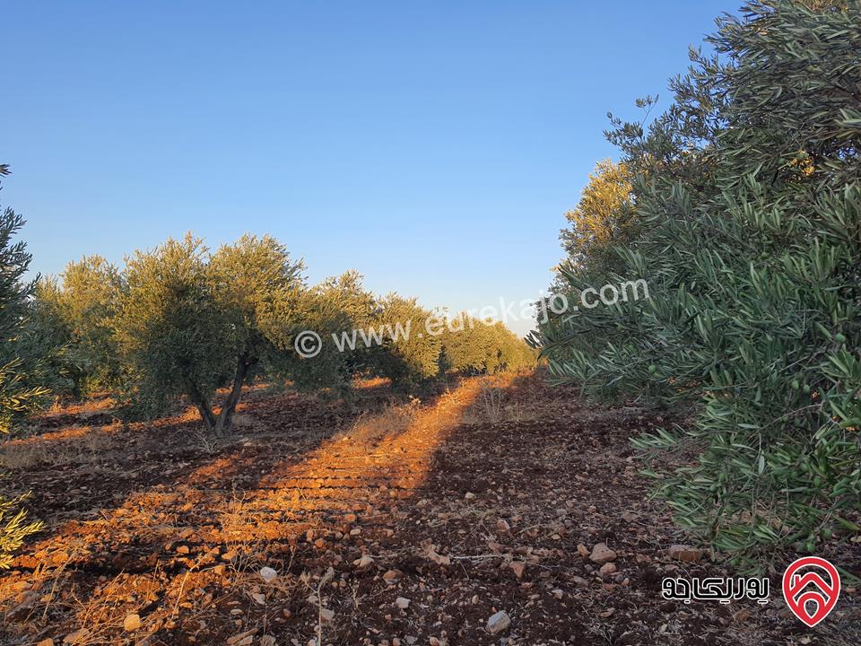 مزرعة زيتون بلدي نخب مساحة 12 دونم للبيع في اربد - ضمن أراضي حرثا