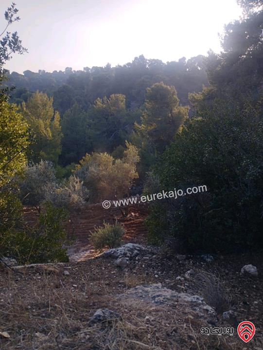 مزرعة مساحة 20 دونم و 462م للبيع في جرش
