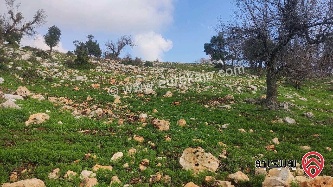 فرصة أستثمارية قطعة أرض مساحة 8 دونم للبيع في محافظة عجلون-الجبل الأخضر