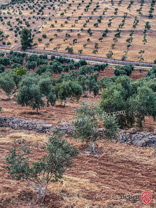 مزرعة مساحة الأرض 20 دونم مفروزة بقوشان مستقل والبناء 250م للبيع في المفرق