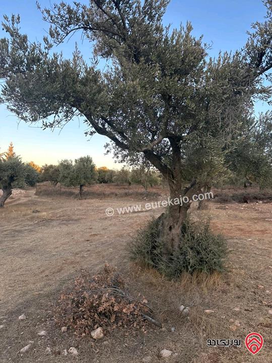 قطعة ارض مساحة 1720م للبيع في اجمل مناطق السلط زي منطقة حيوية وجميلة جدا مزراع وفلل فقط قريبة من كل الخدمات 