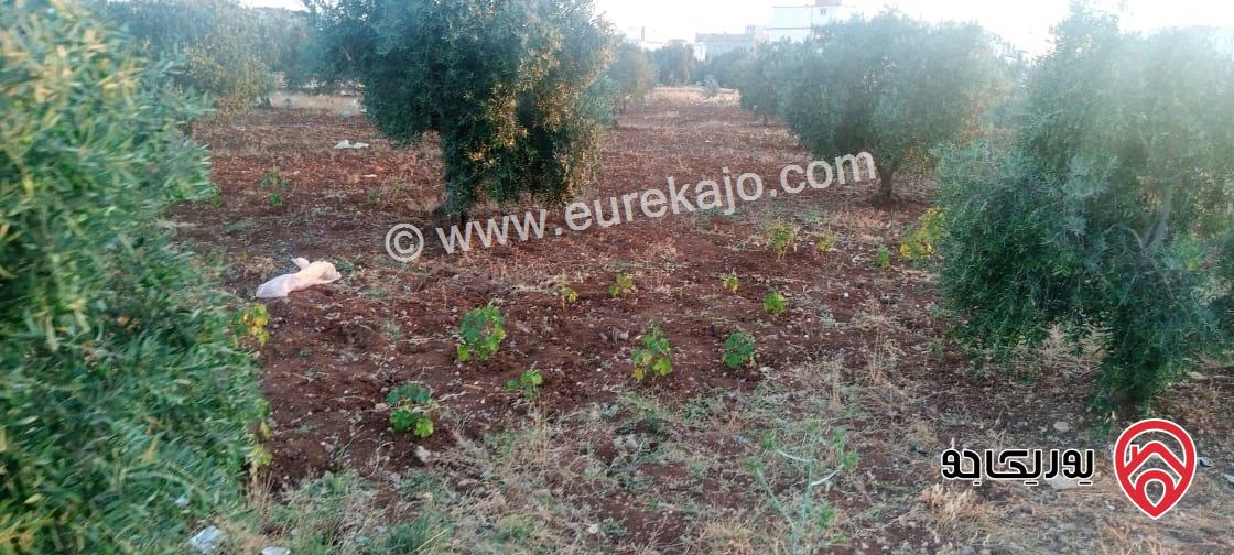 قطعة أرض مساحة 2 دونم للبيع في اربد - الرمثا - الطرة