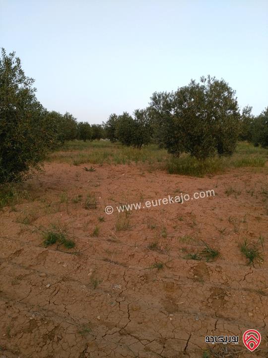 مزرعة زيتون مساحة 30 دونم للبيع في مادبا - لب