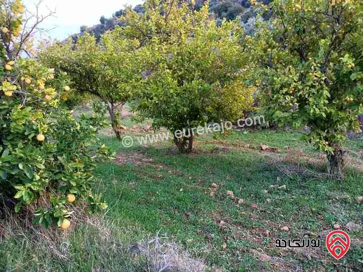 مزرعة مساحة عشر دنمات وثلاثمائة متر قوشان مستقل للبيع في شمال جرش زيتون مثمر 400 شجره