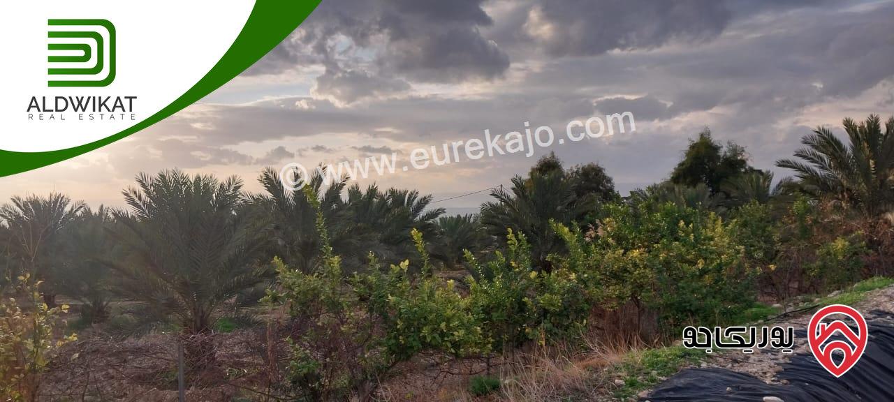 مزرعة نخيل للبيع في الغور الجنوبي / الكرامة مساحتها 56 دونم مزروعة تمر مجهول