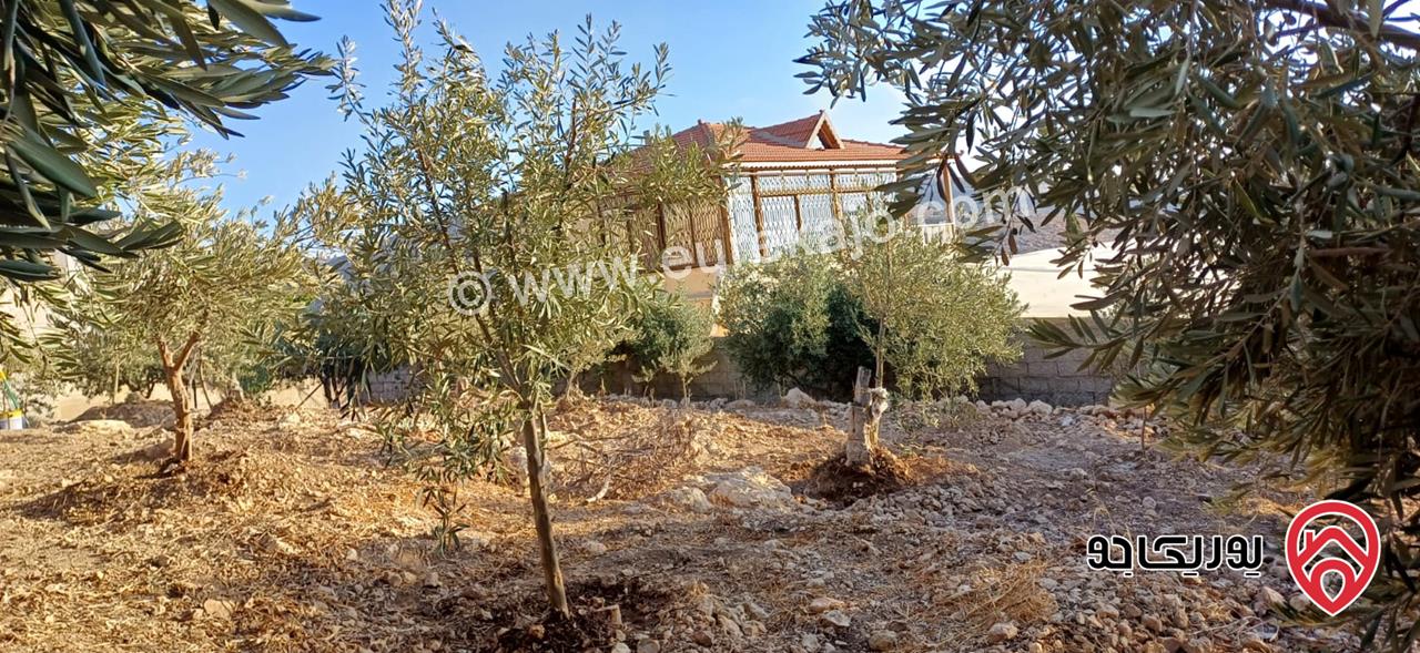 أرض مساحة 546م مزروعة بأشجار الزيتون للبيع في عمان - ناعور