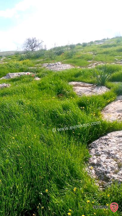 قطعة أرض زراعية مساحة 6 دونم و 248م للبيع في الزرقاء - منطقة صروت تبعد عن عمان 20 دقيقة