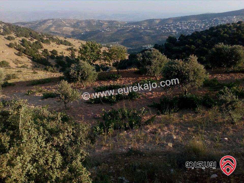 مزرعة مساحة الأرض 16 دونم للبيع في جرش - سوف