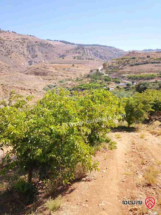 مزرعة مساحة 14 دونم مشجرة ومسيجه فيها بيت للبيع في ناعور وادي السليط 