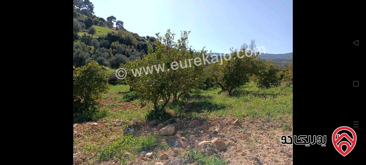 مزرعة مع نبعة مساحة 10 دونم و 800م للبيع في جرش - الكتة