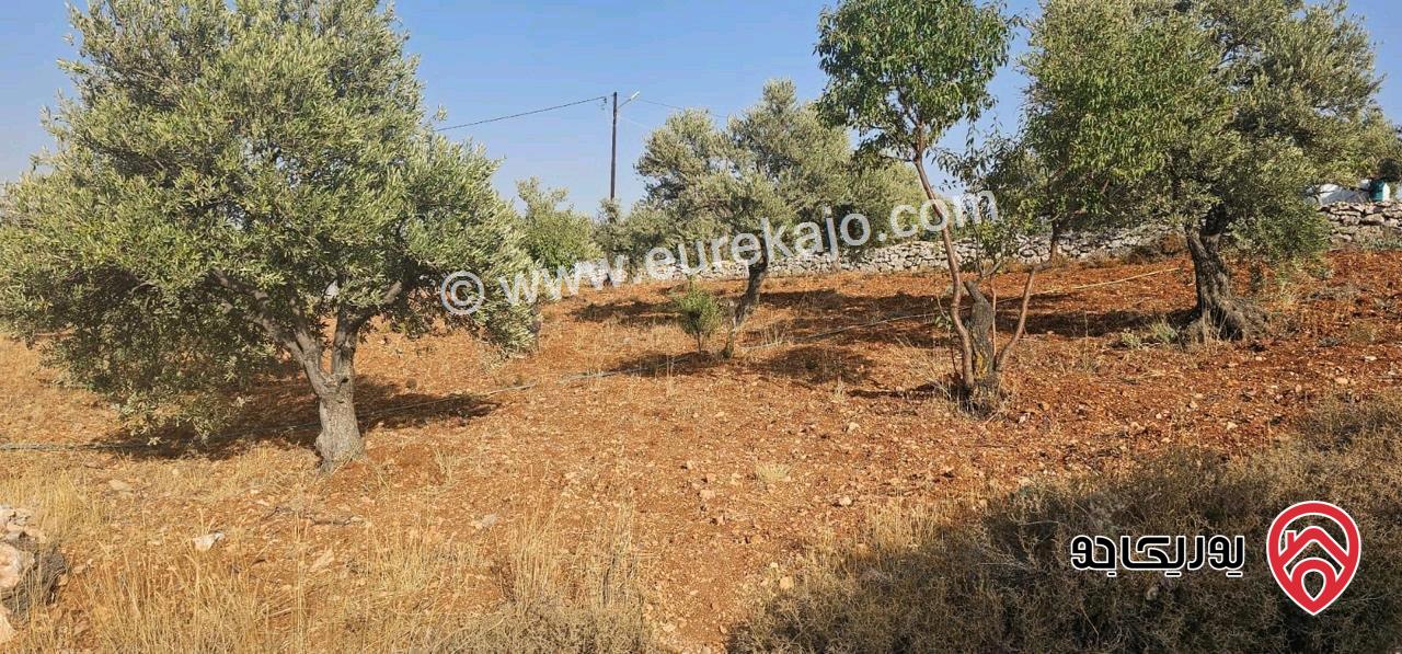 قطعة أرض ريفية مساحة 7 دونم للبيع في في جرش سوف حوض بيدر الحمص 