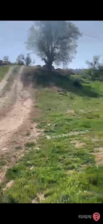 قطعة أرض مساحة 11 دونم و 600م للبيع في جرش يمكن فرزها لأربع قطع 