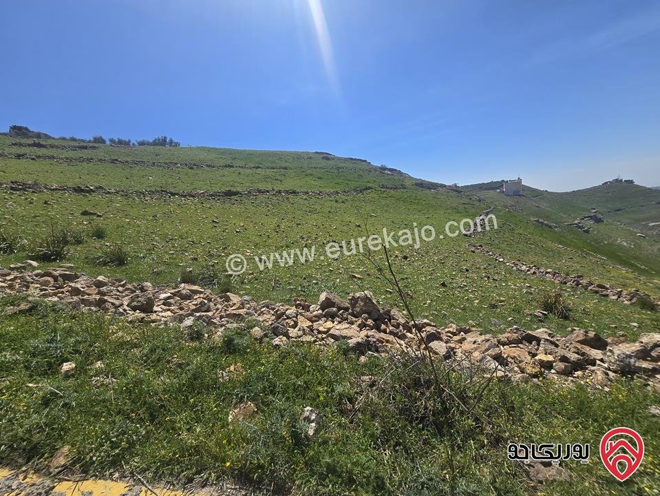 ارض مساحة 5 دونم و 24م للبيع في السلط - أبو طاره