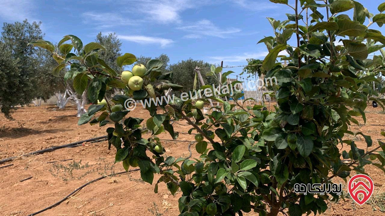 مزرعة مساحة 5 دونم وبناء 160م للبيع في مادبا - لب - قرب الجامعة الامريكية