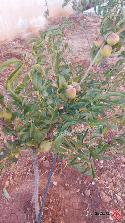 مزرعة مساحة الأرض 1066م والبناء 150م للبيع في عجلون أجمل مناطق عنجرة – حوض أم جلود