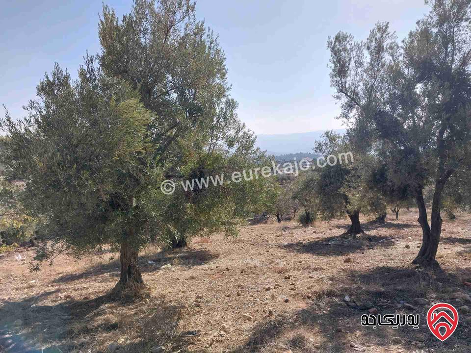 مزرعة مساحة 6 دونم و 105م للبيع في جرش - الكتة