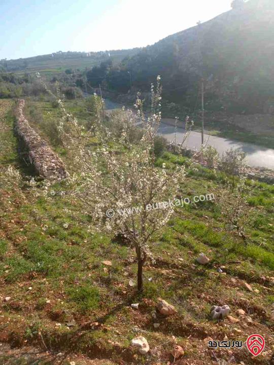 أرض /مزرعة للبيع في اربد- المزار الشمالي مساحة 4288م