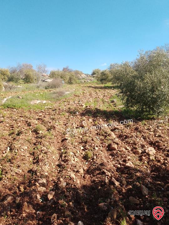  ارض مزروعة مساحة 9 دونم و 200م للبيع في اربد – سحم 