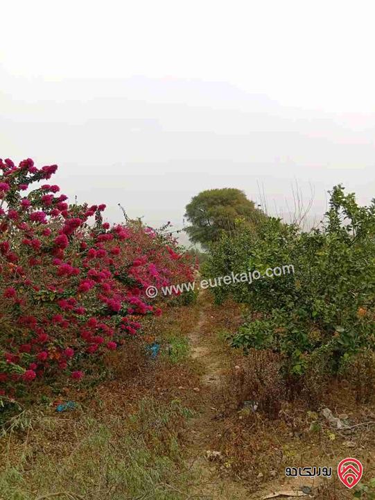 قطعة ارض مساحة 3 دونم و 400م للبيع في اربد - الأغوار الشمالية 