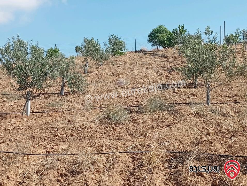مزرعة مساحة الأرض 3 دونم و 400م بإطلالة للبيع في المفرق - بلعما