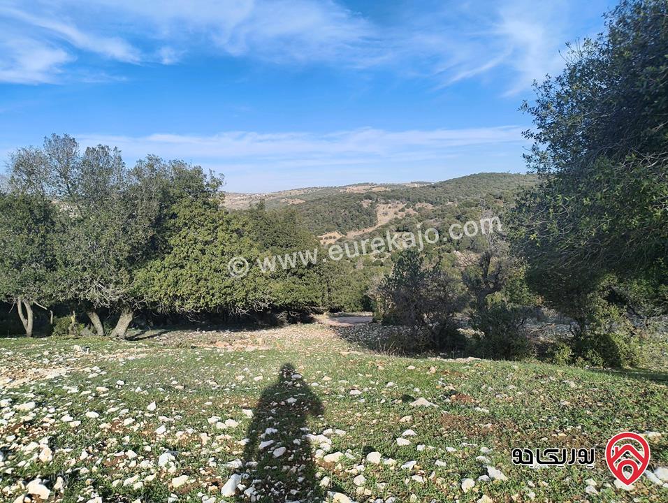 أرض مساحة 3 دونم و 687م للبيع في عجلون - بين جبال عين جنا