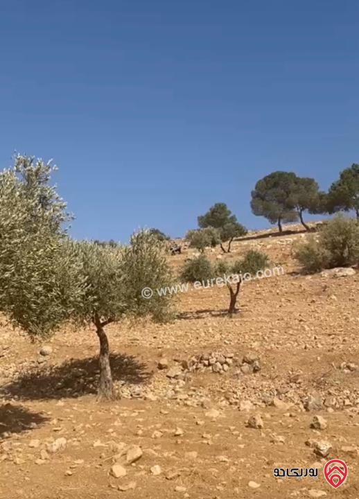 قطعة أرض مساحة 6 دونم و 721م للبيع في جرش - بليلا 