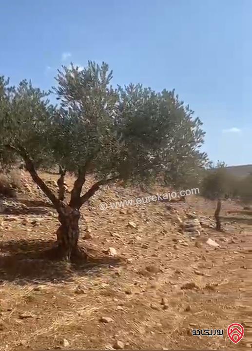 قطعة أرض مساحة 6 دونم و 721م للبيع في جرش - بليلا 