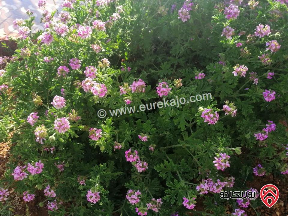 مزرعة مساحة الأرض 523م والبناء 110م للبيع في عمان - منطقة الجيزة بجانب المطار مباشرة