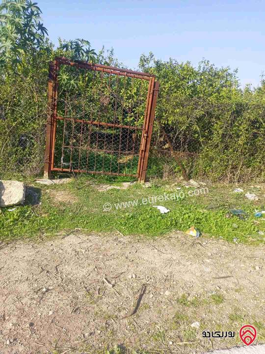 مزرعة حمضيات مساحة 16 دونم للبيع من أصل 29 دونم في الأغوار الشمالية